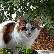 Bounty participe au concours pour gagner de l'argent avec cette photo : abyssinian, angora, animal, cat, cookware, herbs, ivy, jar, kitten, leaf, manx, pet, plant, planter, pot, pottedplant, pottery, soil, vase, wood