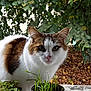 abyssinian, angora, animal, cat, cookware, herbs, ivy, jar, kitten, leaf, manx, pet, plant, planter, pot, pottedplant, pottery, soil, vase, wood