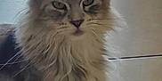 Utopia a rejoint le concours — aidez-le/la à gagner de superbes lots ! cat, fluffy, long_hair, gray, white, sitting, indoor, floor, tile, pet, animal, whiskers, ears, feline, chair_leg, looking, portrait, cute, domestic, fur