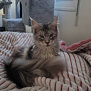 Utopia a rejoint le concours — aidez-le/la à gagner de superbes lots ! cat, tabby_cat, fluffy_tail, blanket, striped_blanket, cat_tree, indoor, window, cozy, furniture, pet, animal, feline, resting, relaxed, domestic_cat, soft_texture, curious, ears, whiskers