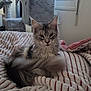 cat, tabby_cat, fluffy_tail, blanket, striped_blanket, cat_tree, indoor, window, cozy, furniture, pet, animal, feline, resting, relaxed, domestic_cat, soft_texture, curious, ears, whiskers