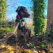 Angie participe au concours pour gagner de l'argent avec cette photo : animal, bandana, bark, collar, daylight, dog, forest, greenery, leaf, leash, nature, outdoor, pet, plant, rock, sitting, sky, soil, sunlight, tree