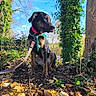 animal, bandana, bark, collar, daylight, dog, forest, greenery, leaf, leash, nature, outdoor, pet, plant, rock, sitting, sky, soil, sunlight, tree