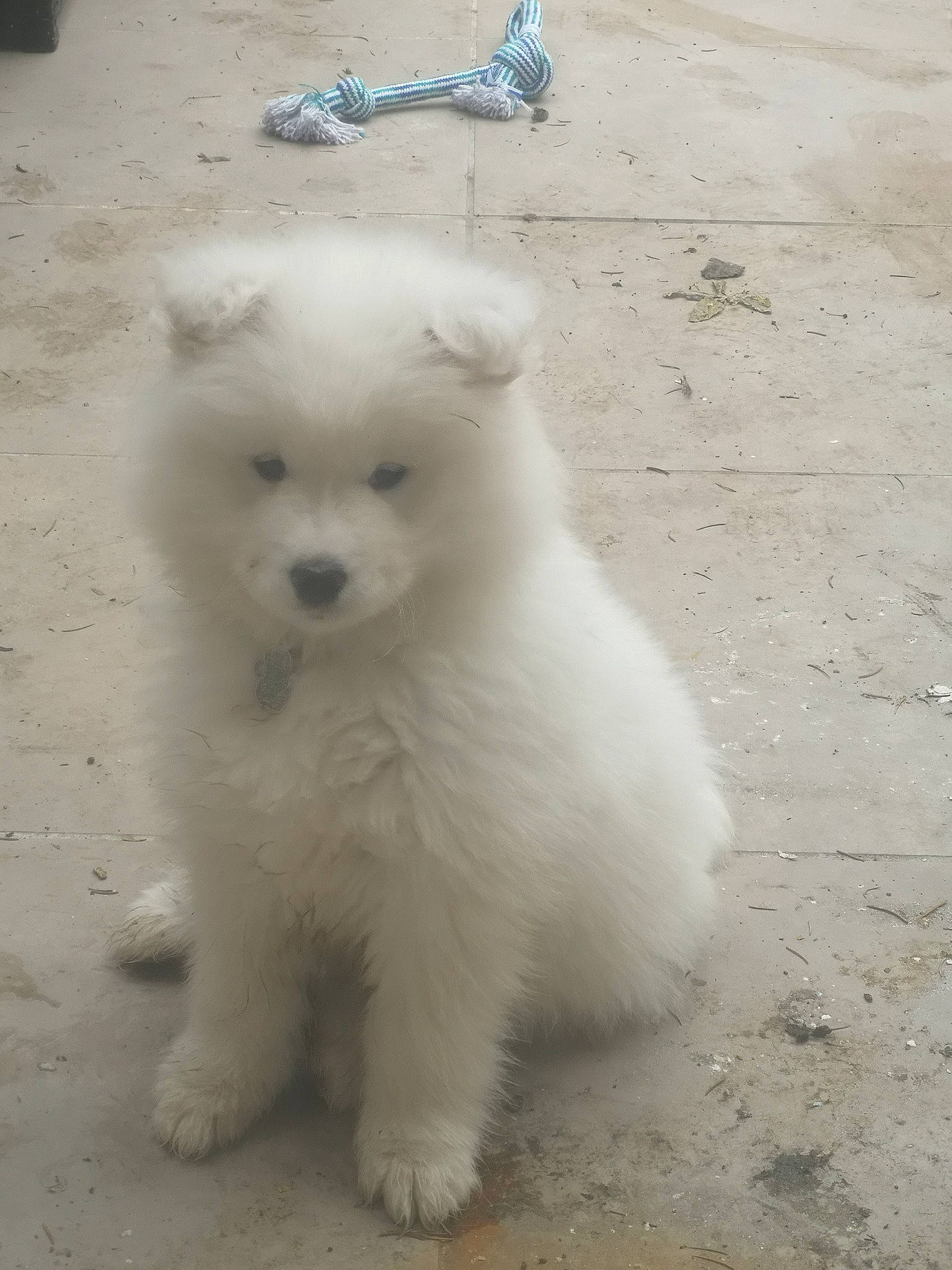 Paco participe au concours pour gagner de l'argent avec cette photo : american_eskimo_dog, canidae, carnivore, companion_dog, dog, dog_breed, german_spitz, german_spitz_mittel, indian_spitz, japanese_spitz, kintamani, mammal, non_sporting_group, pomeranian, puppy, rare_breed_dog, samoyed, spitz, vertebrate, volpino_italiano