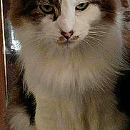 Tigger is registered to the contest to win money with this photo: animal, cat, close_up, domestic, ears, face, feline, fluffy, fur, furniture, green_eyes, household, indoor, looking, nose, paw, pet, portrait, sitting, whiskers