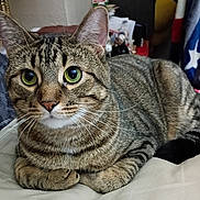 Barb Moomey is registered to the contest to win money with this photo: cat, tabby_cat, pet, animal, feline, whiskers, ears, green_eyes, paws, fur, striped, resting, indoor, bed, blanket, curious, close_up, domestic_cat, cute, mammal