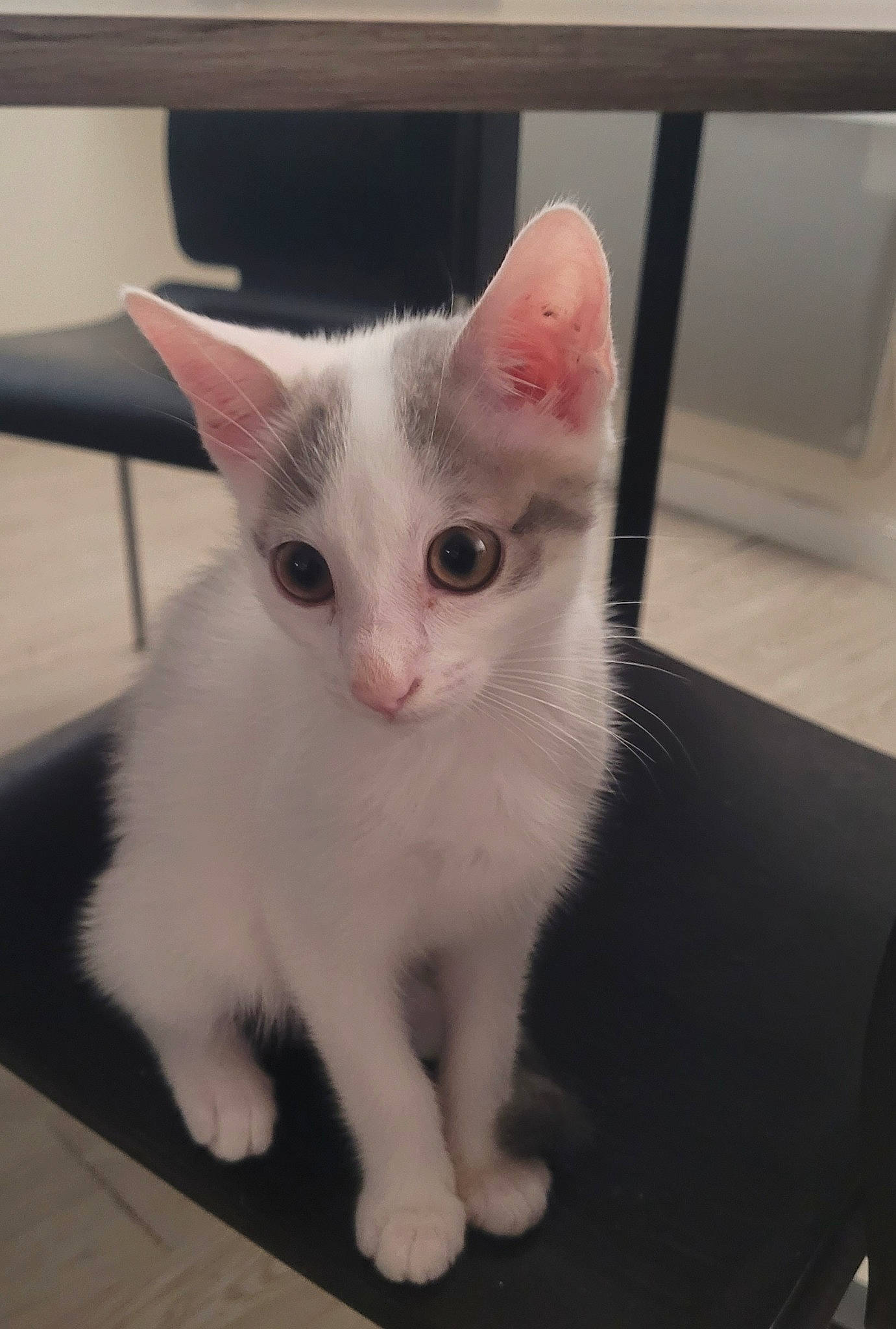 Urus participe au concours pour gagner de l'argent avec cette photo : carnivore, cat, claw, domestic_short_haired_cat, fawn, felidae, flooring, fur, head, paw, small_to_medium_sized_cats, snout, tail, whiskers