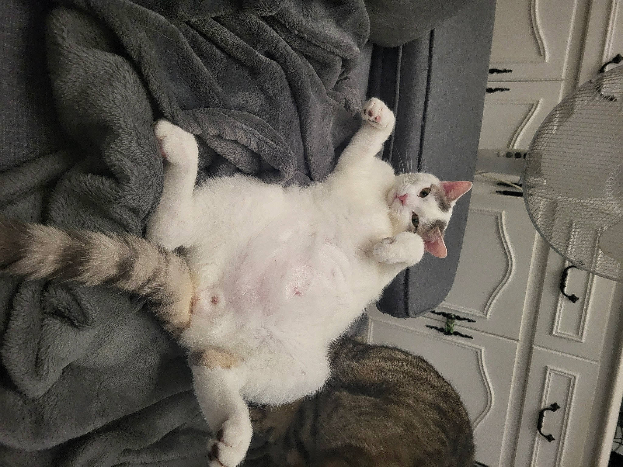 Urus a rejoint le concours — aidez-le/la à gagner de superbes lots ! carnivore, cat, claw, comfort, domestic_short_haired_cat, ear, fang, felidae, fur, grey, paw, small_to_medium_sized_cats, snout, tail, whiskers