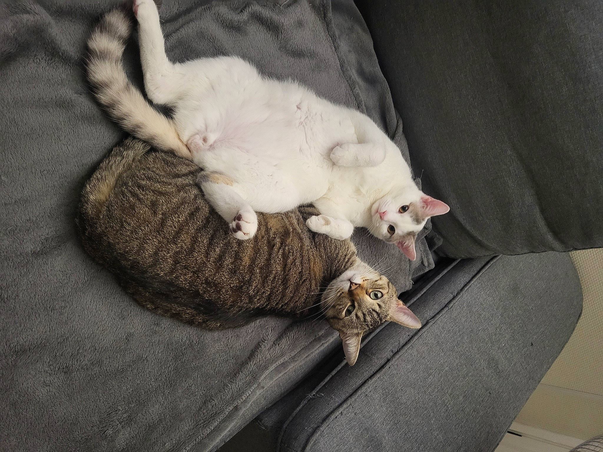 Silver participe au concours pour gagner de l'argent avec cette photo : canidae, carnivore, cat, claw, comfort, companion_dog, couch, domestic_short_haired_cat, fawn, felidae, fur, grey, linens, mammal, nap, paw, room, small_to_medium_sized_cats, tail, whiskers