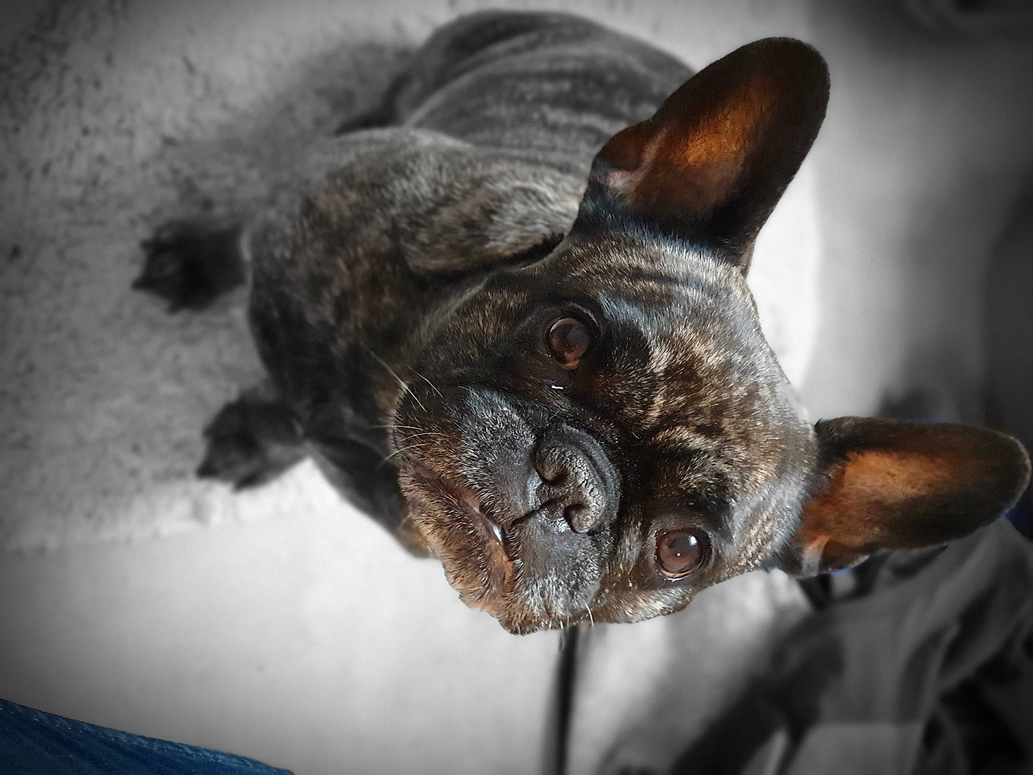 Amber a rejoint le concours — aidez-le/la à gagner de superbes lots ! boston_terrier, bulldog, canidae, carnivore, companion_dog, dog, dog_breed, fawn, french_bulldog, mammal, non_sporting_group, puppy, snout, vertebrate