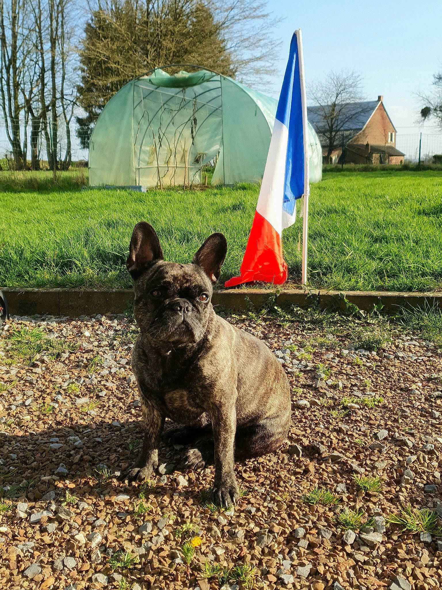 Amber a rejoint le concours — aidez-le/la à gagner de superbes lots ! canidae, carnivore, dog, dog_breed, dutch_shepherd_dog, fawn, french_bulldog, grass, mammal, non_sporting_group, plant, sporting_group, tree, vertebrate