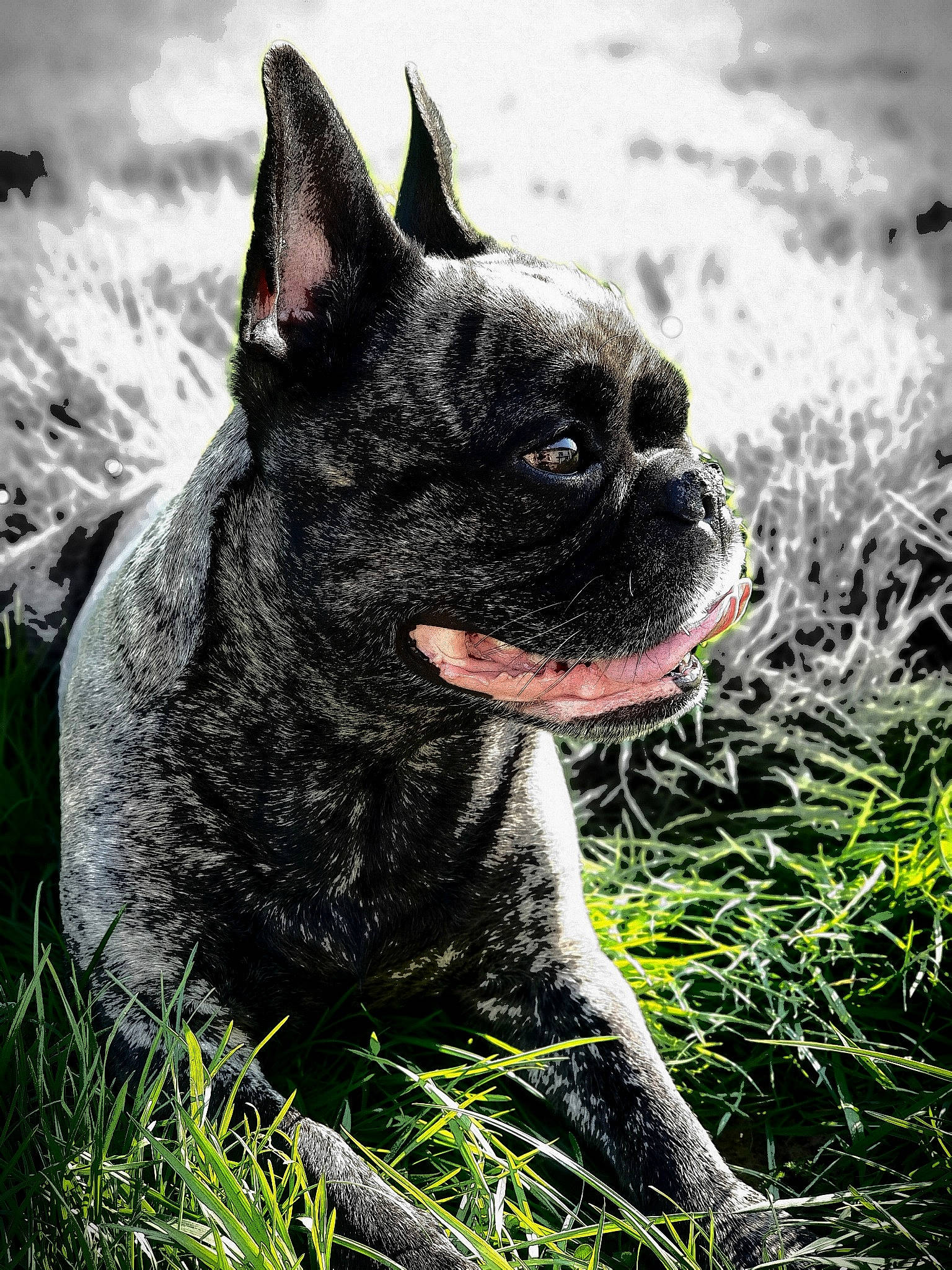 Amber participe au concours pour gagner de l'argent avec cette photo : canidae, carnivore, companion_dog, dog, dog_breed, fawn, french_bulldog, grass, mammal, molosser, non_sporting_group, plant, rare_breed_dog, snout, sporting_group, toy_bulldog, vertebrate, whiskers