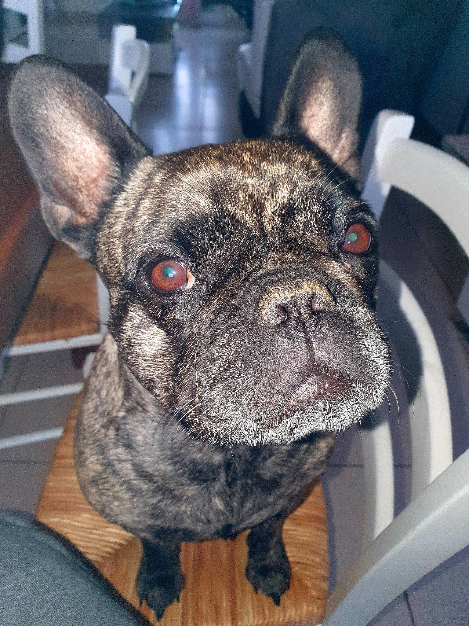 Amber a rejoint le concours — aidez-le/la à gagner de superbes lots ! bulldog, canidae, carnivore, companion_dog, dog, dog_breed, ear, fawn, french_bulldog, mammal, molosser, non_sporting_group, pug, puppy, rare_breed_dog, skin, snout, toy_bulldog, toy_dog, vertebrate