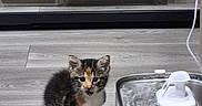 Rune is registered to the contest to win money with this photo: kitten, cat, calico, animal, pet, sitting, indoors, water_fountain, scratching_pad, floor, tile, cabinet, furniture, home, cute, fluffy, fur, ears, whiskers, hydration