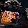 Rune is registered to the contest to win money with this photo: cat, kitten, calico, animal, pet, furry, face, eyes, whiskers, ears, travel_carrier, pet_carrier, blanket, blue_cloth, cozy, indoors, portrait, resting, photography, black_background