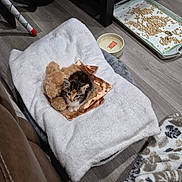 Rune is registered to the contest to win money with this photo: kitten, cat, calico, animal, pet, feline, sitting, blanket, teddy_bear, bow, silky_fabric, white_blanket, water_bowl, litter_tray, wood_floor, indoor, home, cute, fluffy, portrait