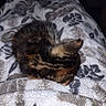 Rune is registered to the contest to win money with this photo: cat, tortoiseshell, sleeping, curled_up, pet, animal, fur, whiskers, ears, paws, blanket, bed, cozy, indoors, resting, cute, portrait, close_up, soft_texture, relaxed