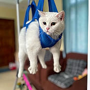 Snowy joined the competition — help win amazing prizes! cat, white_cat, harness, suspended, indoor, pet, animal, curious, feline, blue_harness, living_room, furniture, couch, window, blurred_background, domestic_animal, whiskers, ears, paws, household