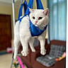 cat, white_cat, harness, suspended, indoor, pet, animal, curious, feline, blue_harness, living_room, furniture, couch, window, blurred_background, domestic_animal, whiskers, ears, paws, household