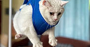 Snowy is registered to the contest to win money with this photo: cat, white_cat, harness, indoor, living_room, furniture, couch, curtains, pet, animal, suspended, blue, soft_light, cozy, domestic, fur, cute, funny, expression, playful