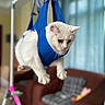 cat, white_cat, harness, indoor, living_room, furniture, couch, curtains, pet, animal, suspended, blue, soft_light, cozy, domestic, fur, cute, funny, expression, playful