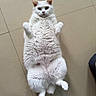Snowy joined the competition — help win amazing prizes! cat, white_cat, lying_down, floor, tile_floor, pet, animal, feline, fluffy, paws, relaxed, indoor, cute, looking_at_camera, fur, whiskers, ears, playful, domestic_cat, resting