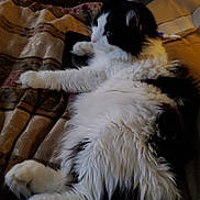 Tyson is registered to the contest to win money with this photo: animal, bed, black_and_white, blanket, cat, comfort, cozy, domestic, feline, fluffy, fur, indoor, lying_down, paw, pet, relaxed, resting, side_view, soft, whiskers