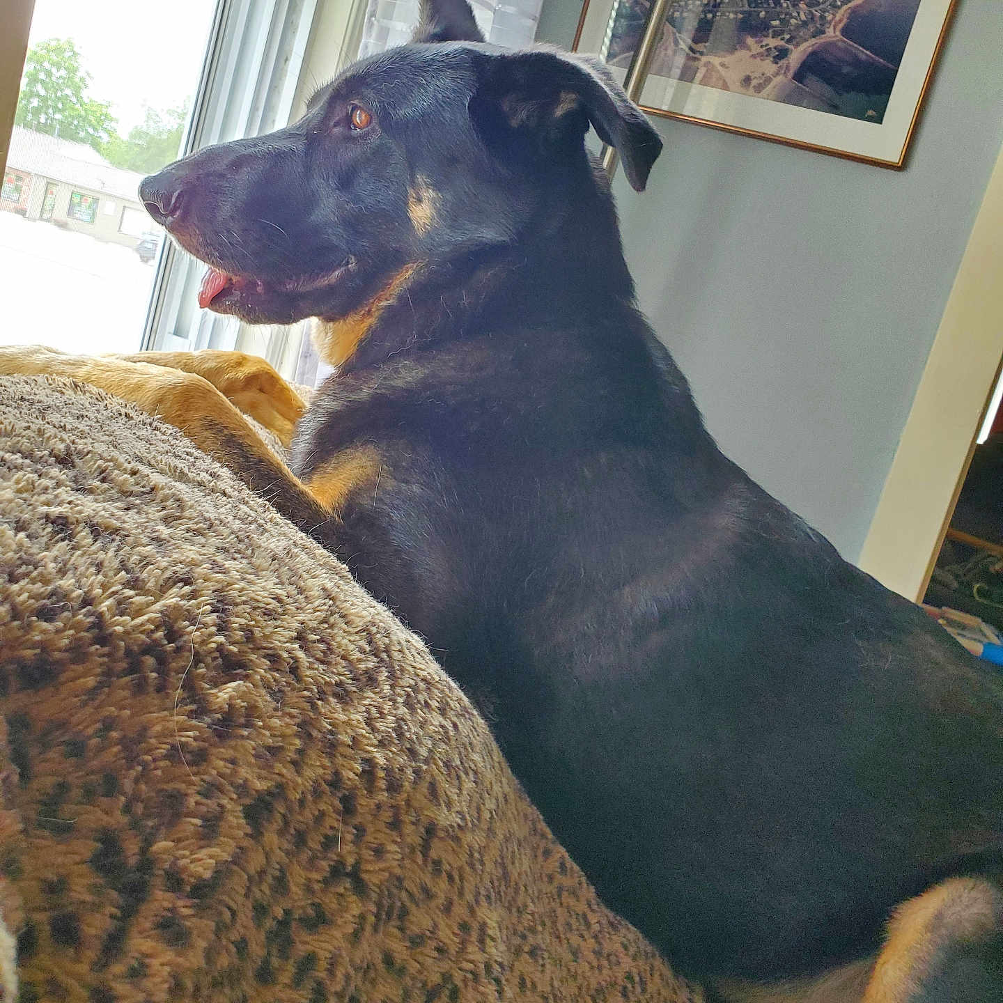 Sadie