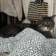 Spirou participe au concours pour gagner de l'argent avec cette photo : animal, bag, bedspread, cat, clothes, cozy, door, ears, eyes, fur, furniture, home, indoor, pattern, pet, relaxed, resting, striped, tabby_cat, whiskers