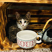 Taz is registered to the contest to win money with this photo: kitten, cat, wooden_crate, cup, water, teapot, bamboo_handle, fur, animal, pet, indoor, curious, small, young, closeup, brown, white, black, domestic_cat, resting