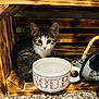 kitten, cat, wooden_crate, cup, water, teapot, bamboo_handle, fur, animal, pet, indoor, curious, small, young, closeup, brown, white, black, domestic_cat, resting
