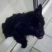 Baby Bear joined the competition — help win amazing prizes! black_puppy, wet_dog, bathtub, tiled_floor, bathroom, pet, animal, cute, looking_up, climbing, water, indoors, floor_tiles, small_dog, fur, playful, domestic_animal, young_dog, bath_time, curious