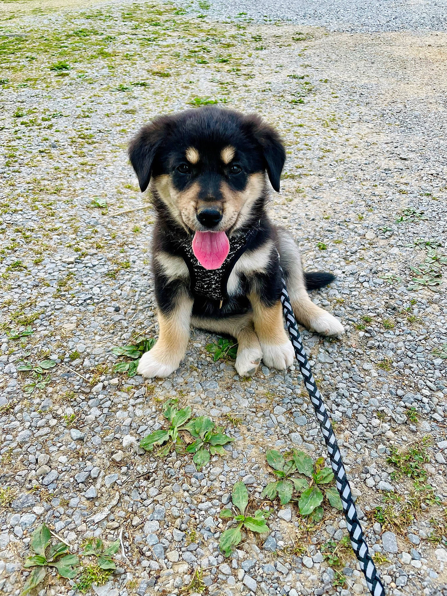 Remi is registered to the contest to win money with this photo: ancient_dog_breeds, canidae, carnivore, companion_dog, dog, dog_breed, fur, grass, paw, plant, snout, soil, sporting_group, tail, terrestrial_animal, toy_dog, working_animal, working_dog