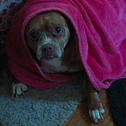 Elly joined the competition — help win amazing prizes! dog, blanket, pink, indoor, carpet, wood_floor, pet, cozy, wrapped, cute, brown_dog, white_paw, fur, looking, resting, animal, companion, home, comfort, snuggled