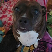 Little Britches is registered to the contest to win money with this photo: dog, pet, close_up, brown, white_chest, indoor, blanket, stuffed_toys, curious, face, animal, cozy, colorful, soft_toys, portrait, sitting, cute, domestic_animal, fur, expression