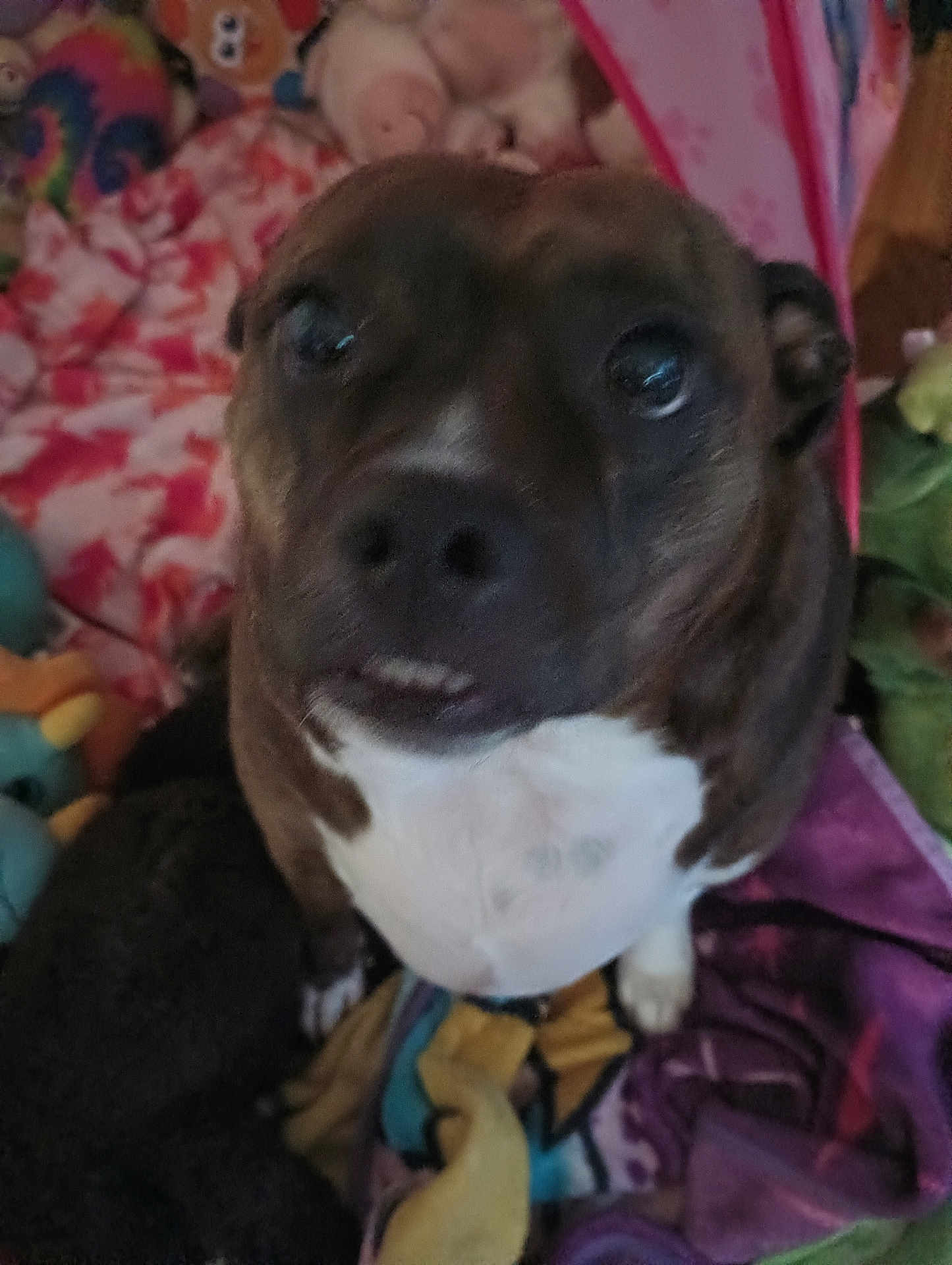 Little Britches is registered to the contest to win money with this photo: dog, pet, close_up, brown, white_chest, indoor, blanket, stuffed_toys, curious, face, animal, cozy, colorful, soft_toys, portrait, sitting, cute, domestic_animal, fur, expression