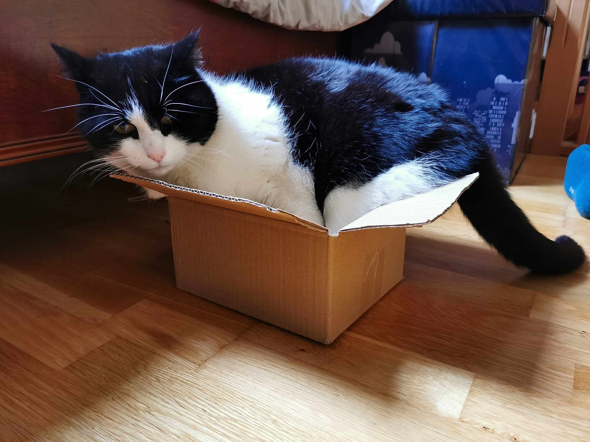Moustache a rejoint le concours — aidez-le/la à gagner de superbes lots ! cat, black_and_white, cardboard_box, indoor, wooden_floor, pet, feline, cute, funny, cozy, animal, whiskers, tail, domestic_cat, household, relaxed, mammal, fur, small_box, resting
