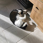 Moustache a rejoint le concours — aidez-le/la à gagner de superbes lots ! cat, black_and_white, floor, tile, sunlight, shadow, cabinet, wood, stereo, relaxing, pet, indoor, domestic, fur, whiskers, collar, cozy, lazy, rolling, home