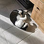 cat, black_and_white, floor, tile, sunlight, shadow, cabinet, wood, stereo, relaxing, pet, indoor, domestic, fur, whiskers, collar, cozy, lazy, rolling, home