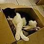 cat, black_and_white, sleeping, cardboard_box, indoor, floor_tiles, packing_paper, pet, feline, resting, cozy, domestic_animal, paw, whiskers, relaxation, home, cute, fur, animal, sleep