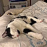 Tito joined the competition — help win amazing prizes! animal, bed, black_and_white, blanket, cat, comforter, cozy, door, furniture, home, indoor, nap, pet, relaxation, resting, room, sleeping, soft, television, tv_show