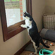 Tito is registered to the contest to win money with this photo: animal, black_and_white, carpet, cat, cat_toys, curiosity, curious, feline, home, indoor, laundry_basket, looking_out, pet, play, standing, sunlight, vent, wall, window, wooden_frame