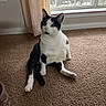 Tito is registered to the contest to win money with this photo: animal, black_and_white, carpet, cat, curious, curtains, cute, daylight, domestic, feline, fur, home, indoor, looking, paw, pet, relaxed, sitting, whiskers, window