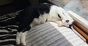 Tito is registered to the contest to win money with this photo: animal, black_and_white, blanket, cat, comfortable, cozy, cute, domestic, feline, fur, home, indoor, napping, paw, pet, relaxing, resting, sleeping, sunlight, window