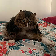Simon a rejoint le concours — aidez-le/la à gagner de superbes lots ! animal, bedspread, cat, comfort, cozy, curious, cute, feline, floral_pattern, fluffy, home, indoor, looking_at_camera, lying_down, mammal, pet, resting, tabby, whiskers, white_paws