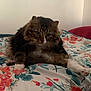 animal, bedspread, cat, comfort, cozy, curious, cute, feline, floral_pattern, fluffy, home, indoor, looking_at_camera, lying_down, mammal, pet, resting, tabby, whiskers, white_paws