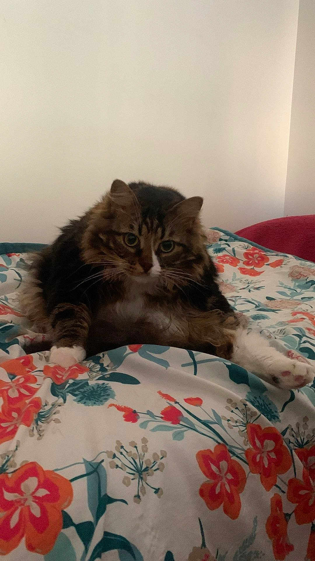 Simon