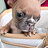 puppy, french_bulldog, dog, pet, cute, basket, indoor, small, young, animal, ears, face, snout, paws, curious, cozy, cushion, fabric, home, closeup