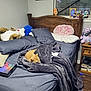 Ginger Bread Man joined the competition — help win amazing prizes! bed_sheet, bedding, bedroom, chest_of_drawers, comfort, drawer, floor, flooring, furniture, hardwood, interior_design, lamp, linens, living_room, picture_frame, pillow, purple, television, textile, wood