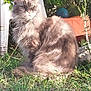 cat, gray_cat, fluffy, outdoor, grass, plants, sunlight, animal, pet, feline, nature, sitting, serious_expression, garden, greenery, fur, whiskers, closeup, daylight, backyard